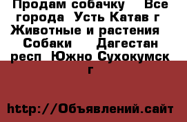 Продам собачку  - Все города, Усть-Катав г. Животные и растения » Собаки   . Дагестан респ.,Южно-Сухокумск г.